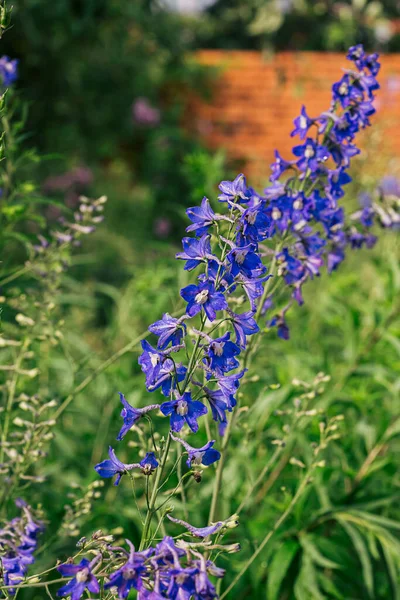 Yaz Bahçesinde Çiçek Açan Mavi Delphinium Çiçekleri Yumuşak Odaklı Bulanık — Stok fotoğraf