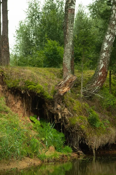 川岸にある力強い古い木の根 夏の森の風景 — ストック写真
