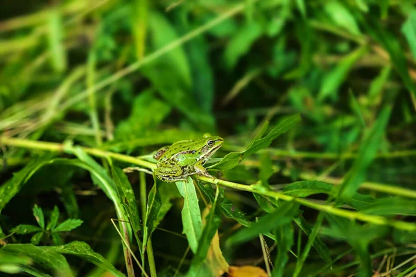 Ευρωπαϊκός Βάτραχος Χόρτου Κάθεται Στο Πράσινο Γρασίδι — Φωτογραφία Αρχείου