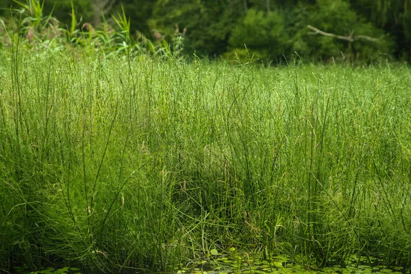 Nehrin yüzeyindeki su bitkileri, yaz orman manzarası..