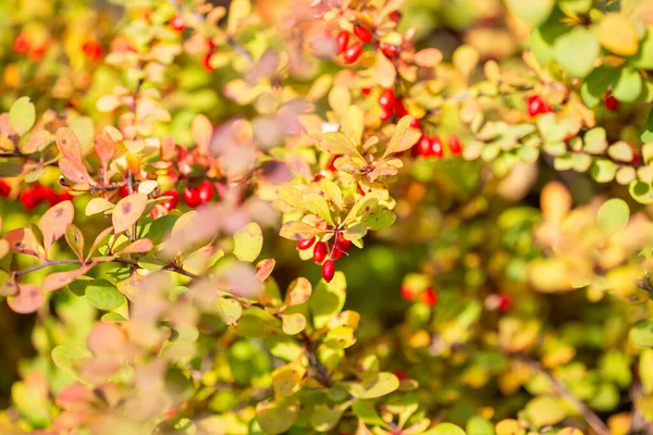 Érett Vörös Borbolya Gyümölcs Bokor Ágak Ősszel Borbély Közelről Berberis — Stock Fotó