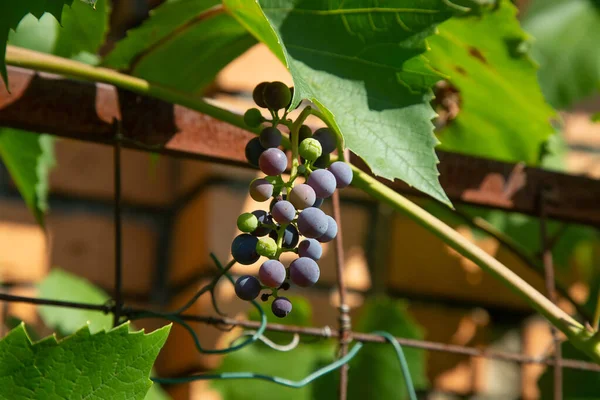 Uvas Isabella Maduradas Una Vid Escalando Una Pared Ladrillo Una — Foto de Stock