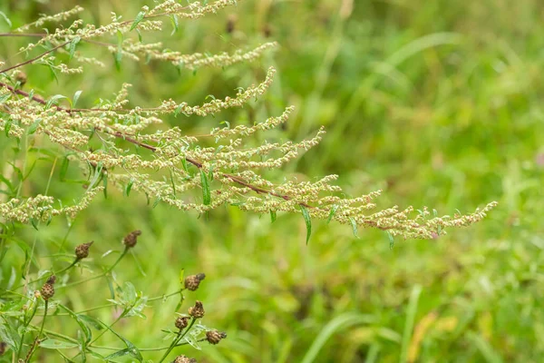 Grünes Laub Sommer Abstrakte Textur Mit Blättern Und Unscharfem Hintergrund — Stockfoto