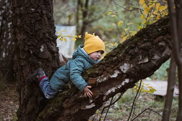 Little Caucasian Boy Green Coat Climbing Tree Autumn Forest — Stock Photo, Image