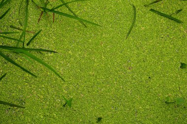 Ördek yosunu yazın nehrin su yüzeyinde kaplıydı..