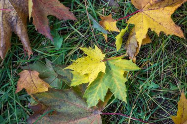 Sonbaharda yere düşen parlak sarı akçaağaç yaprakları, seçici bir odak noktası.