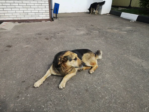 Um cão triste solitário vadio perto da entrada de uma casa na cidade. — Fotografia de Stock