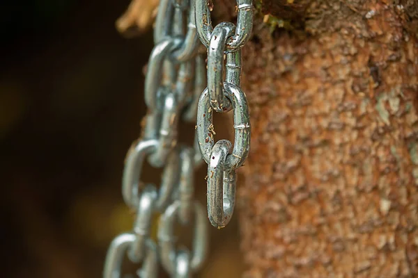 Chain Attaching Boat Pier Hung Tree Trunk — Stock Photo, Image