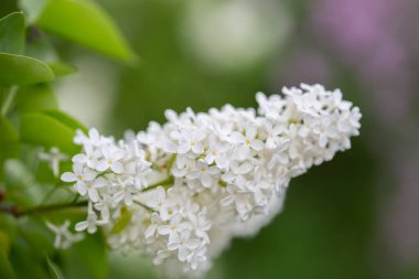 Beyaz leylak çiçekleri çalılığa yakın görünüm, seçici odak ve bulanık arkaplan