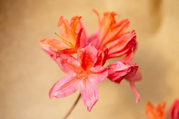 Altın Arka Planda Yaz Bahçesinde Açan Parlak Turuncu Orman Çiçekleri — Stok fotoğraf