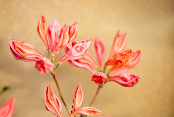 Altın Arka Planda Yaz Bahçesinde Açan Parlak Turuncu Orman Çiçekleri — Stok fotoğraf