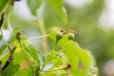 Bahar bahçesindeki bir ağaçta armut yumurtalığı yakın plan seçici odaklı ve bulanık arkaplan
