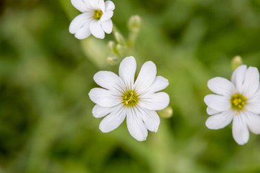 Bahçedeki beyaz bahar çiçekleri yeşil çimenlere karşı seçici odaklı ve bulanık arkaplan