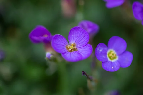 選択的焦点とぼやけた背景を持つ緑の草に対する庭の紫色の春の花 — ストック写真