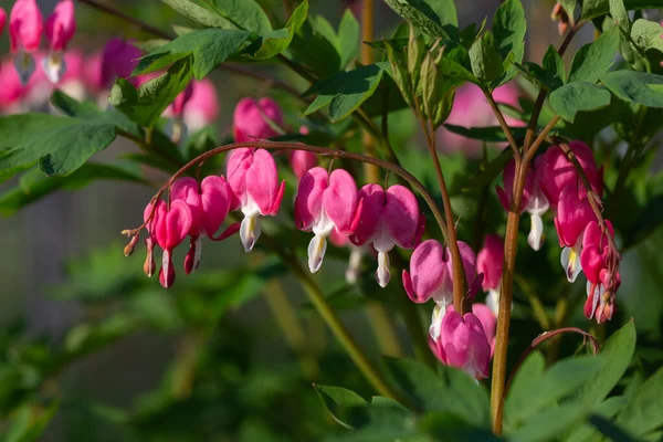 Çiçek Şeklinde Dicentra Çiçek Kalbi Lkbahar Bahçesinde Yeşil Çimlere Karşı — Stok fotoğraf