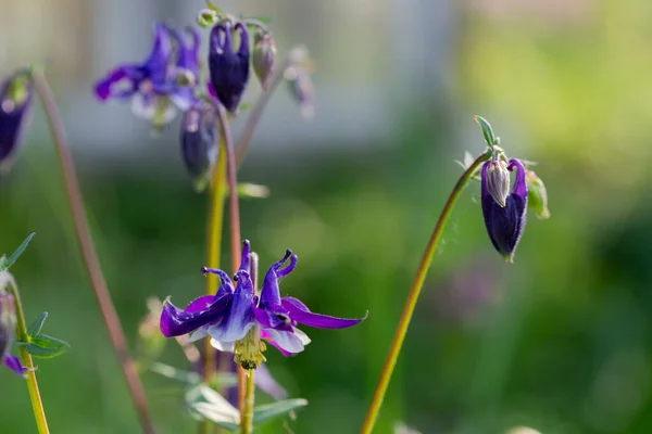 花の庭の美しい紫色のAquilegia花 背景がぼやけた選択的フォーカス — ストック写真