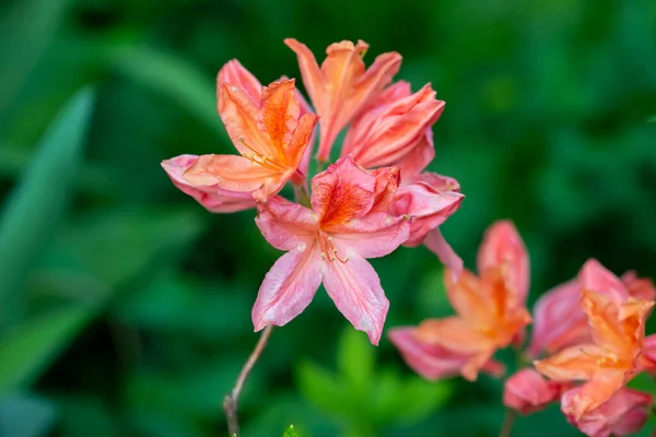 Çayırların Yeşilliklerin Arasında Yaz Bahçesinde Açan Parlak Turuncu Çınar Çiçekleri — Stok fotoğraf