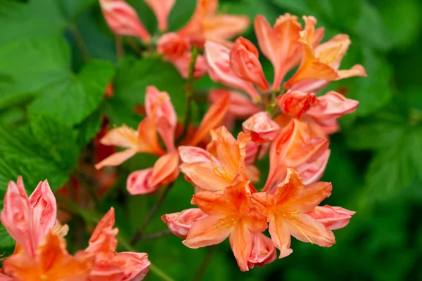 Çayırların Yeşilliklerin Arasında Yaz Bahçesinde Açan Parlak Turuncu Çınar Çiçekleri — Stok fotoğraf