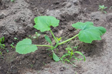 Kabak fidanları ya da salatalıklar yukarıdan bahçeye bakıyor..