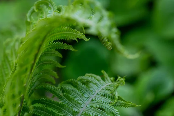 Close Light Green Fern Leaves Growing Forest Soft Focus Blurred — Stock Photo, Image