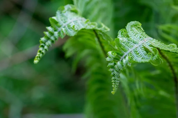 Close Light Green Fern Leaves Growing Forest Soft Focus Blurred — Stock Photo, Image