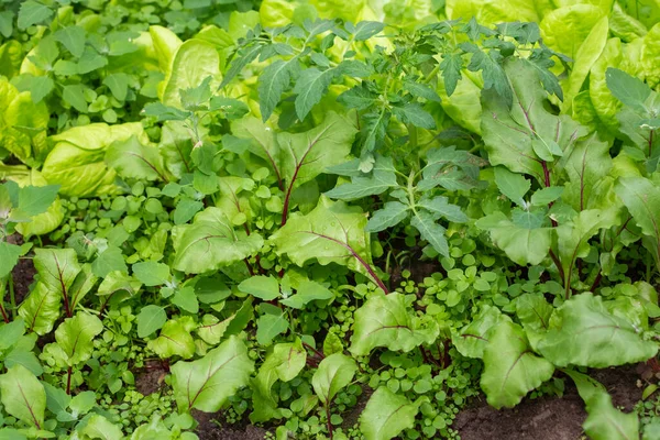 Piantine Ravanello Sui Letti Nel Giardino Primaverile — Foto Stock