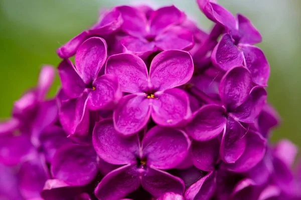Flores Lila Púrpura Vista Cerca Arbusto Enfoque Selectivo Fondo Borroso — Foto de Stock