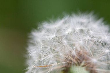 Karahindiba Bud 'ı kapadım. Yeşil çimlerde karahindiba beyaz çiçekleri