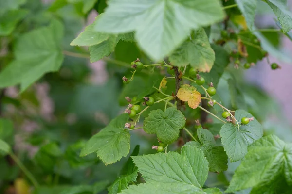 Frutas frescas e inmaduras, primavera de plantas de grosella negra orgánica — Foto de Stock