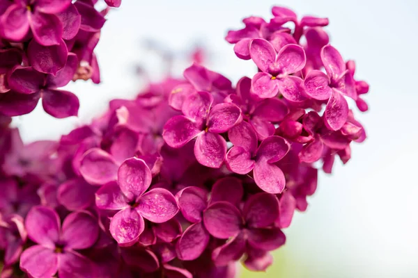 Flores lila púrpura vista de cerca en el arbusto — Foto de Stock