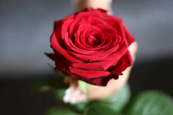 Czerwona Róża Międzynarodowy Dzień Róży Maja — Zdjęcie stockowe