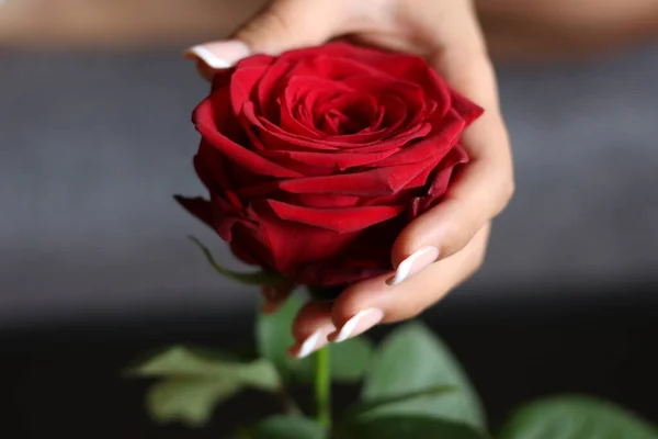 Mãos Menina Seguram Botão Rosa Dia Internacional Rosa Maio — Fotografia de Stock