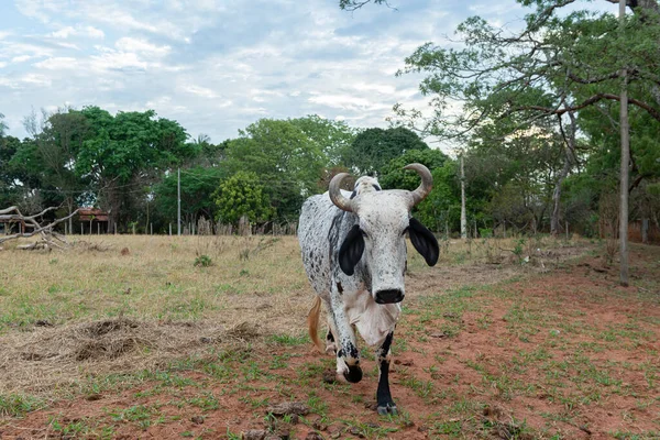 Přední Pohled Gyr Vůl Procházky Pastvině Farmě Venkově Brazílie Slunečný — Stock fotografie