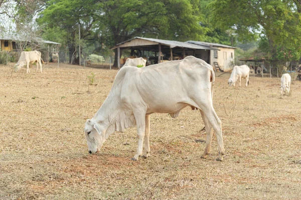 Vaca Que Come Grama Uma Fazenda Pastagem Interior Brasil Nelore — Fotografia de Stock
