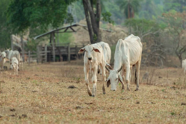 内洛尔牛犊在巴西农村农场牧场的前景 内洛尔是一个在全国广泛栽培的品种 以获得高贵的国内消费和出口削减 — 图库照片