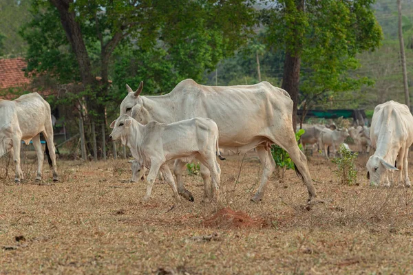 Veau Vache Marchant Côte Côte Dans Pâturage Agricole Intérieur Brésil — Photo
