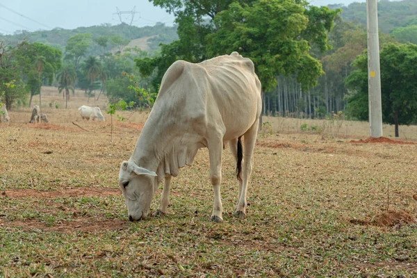 Krávy Jedí Trávu Farmě Venkově Brazílii Nelore Plemeno Široce Pěstované — Stock fotografie