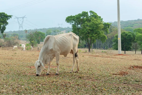 Krávy Jedí Trávu Farmě Venkově Brazílii Nelore Plemeno Široce Pěstované — Stock fotografie