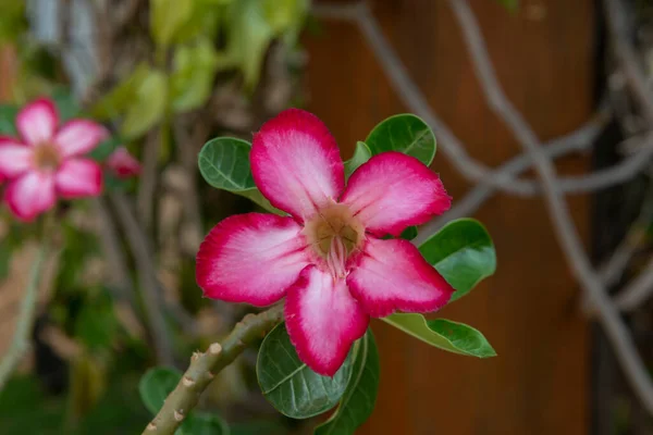 Çöl Gülü Nün Adenium Obesum Kapanışı Kısımlarında Beyaz Ucunda Pembe — Stok fotoğraf