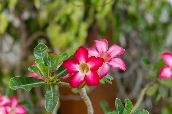Die Großaufnahme Der Wüstenrose Adenium Obesum Ist Eine Schöne Blume — Stockfoto