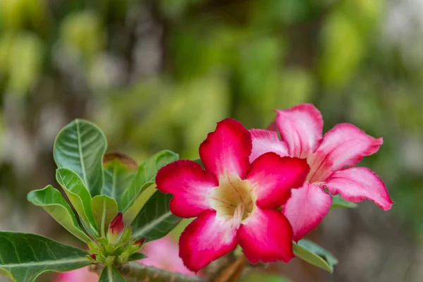 Closeup Desert Rose Adenium Obesum Beautiful Flower White Color Inner — Stockfoto