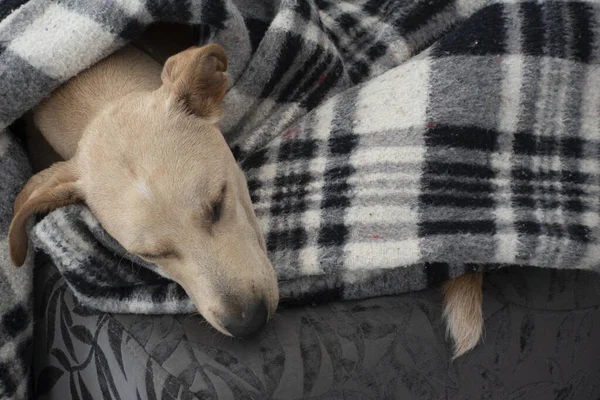 Der Hellhaarige Hund Liegt Auf Einem Windbeutel Wohnzimmer Auf Grauem — Stockfoto