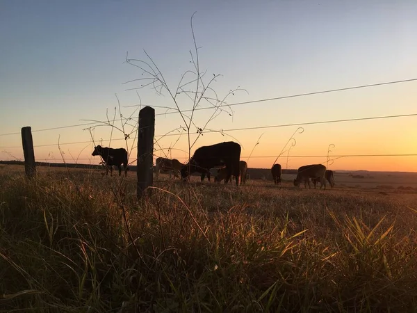 Silueta Bueyes Vacas Pastando Comiendo Hierba Atardecer Siendo Sol Cubierto —  Fotos de Stock