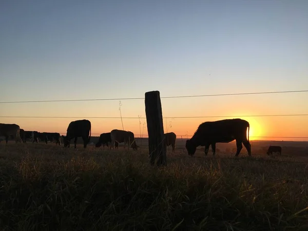 Silueta Bueyes Vacas Pastando Comiendo Hierba Atardecer Siendo Sol Cubierto —  Fotos de Stock