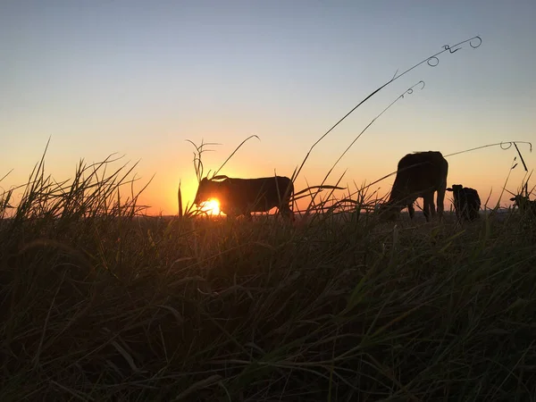 Silueta Bueyes Vacas Pastando Comiendo Hierba Atardecer Siendo Sol Cubierto —  Fotos de Stock