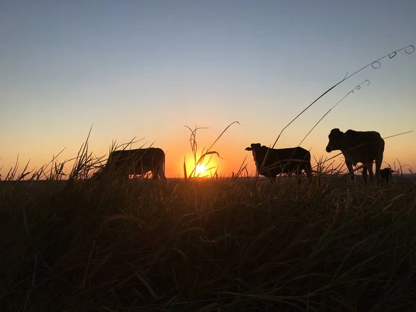 Silueta Bueyes Vacas Pastando Comiendo Hierba Atardecer Siendo Sol Cubierto —  Fotos de Stock