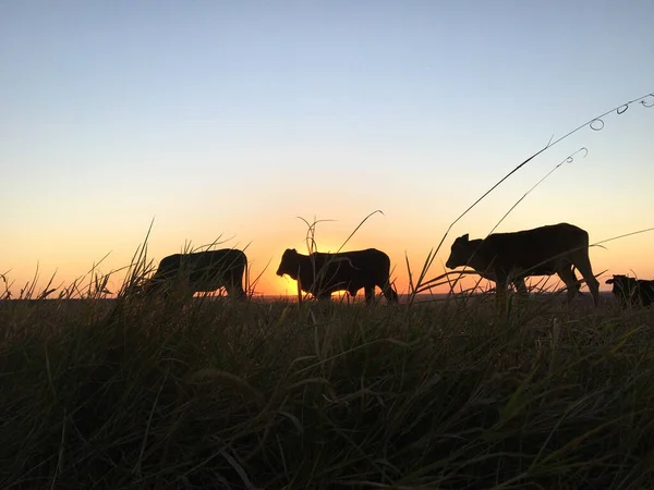 Silueta Bueyes Vacas Pastando Comiendo Hierba Atardecer Siendo Sol Cubierto —  Fotos de Stock