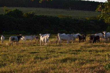 Nellore (Bos taurus indicus) sürüsü gün batımında tarlada otlar..