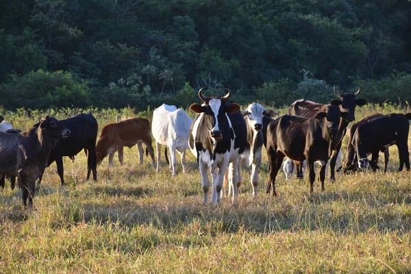 Grupo Ganado Nellore Bos Taurus Indicus Pastando Campo Atardecer —  Fotos de Stock