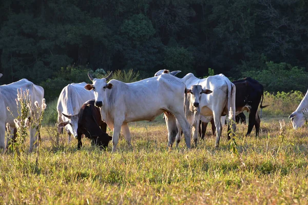 Group Nellore Bos Taurus Indicus Cattle Grazing Field Sunset — Stock Photo, Image